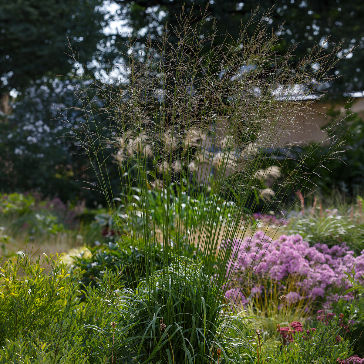 Pijpenstrootje Skyracer - Willemse