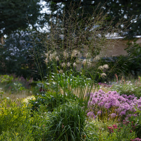 Pijpenstrootje Skyracer - Willemse