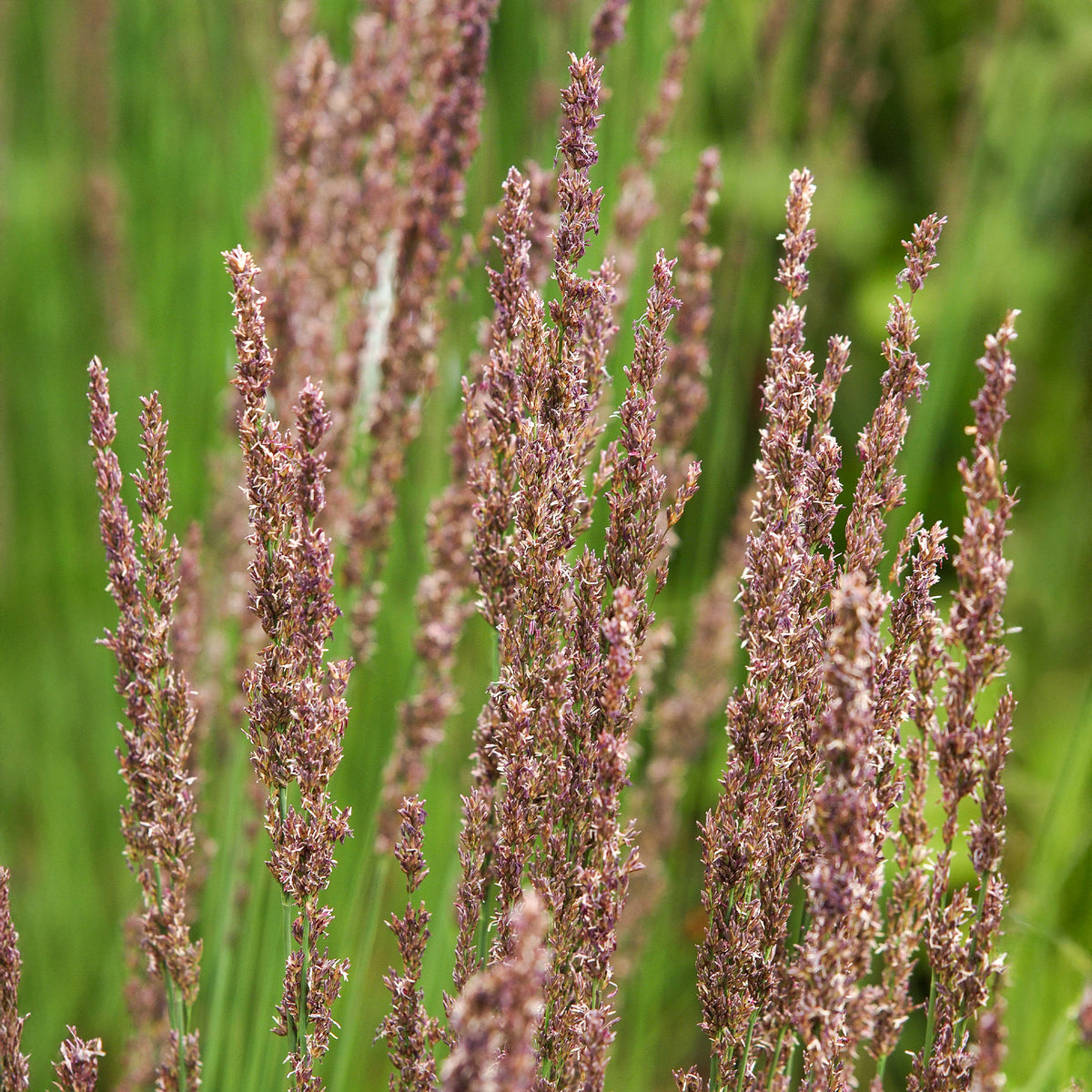 Pijpestrootje Moorhexe - Willemse