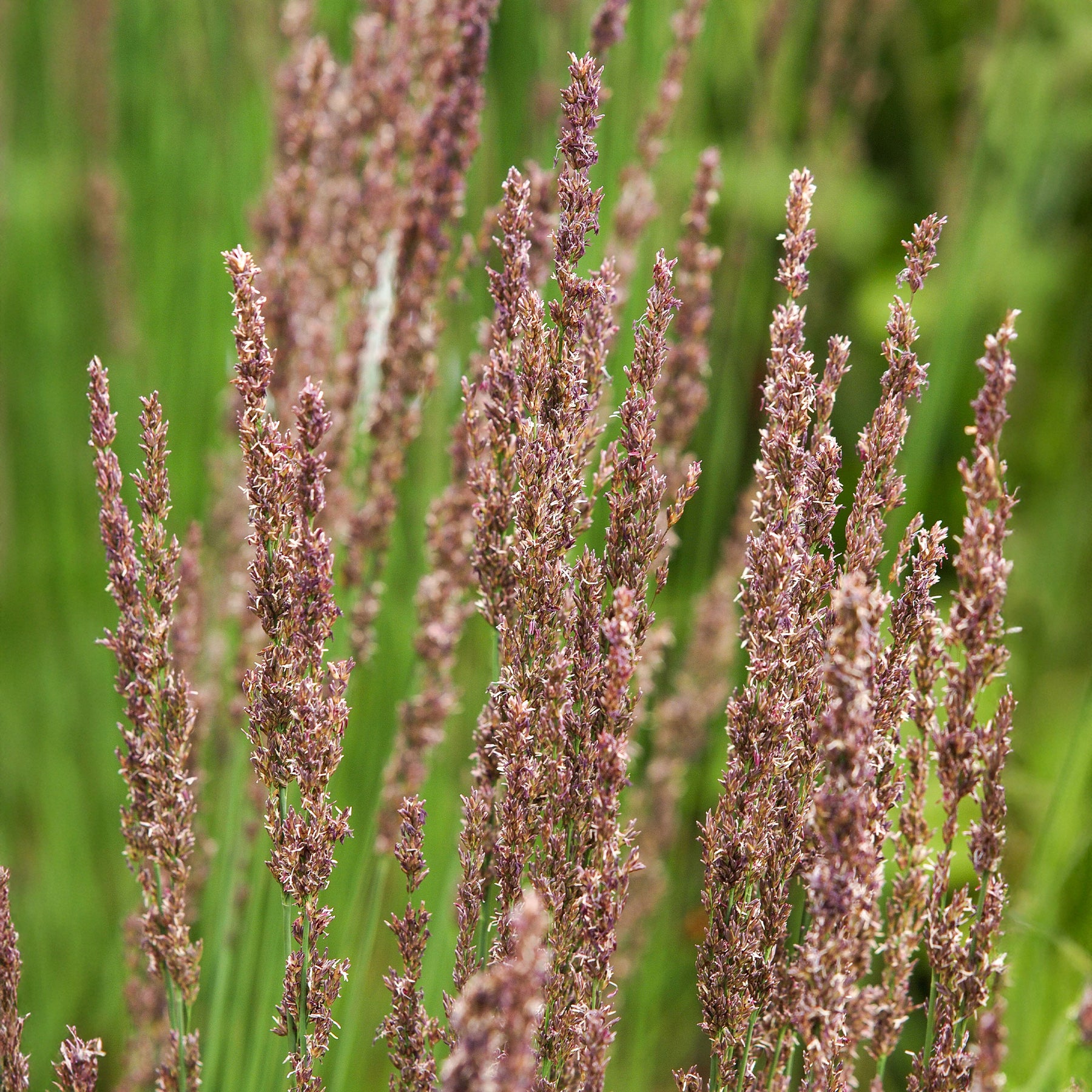 Pijpestrootje Moorhexe - Willemse