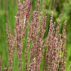 Pijpestrootje Moorhexe - Willemse