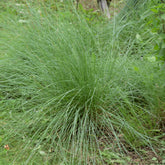 Muhlenbergia rigens - Muhlenbergia rigens - Willemse