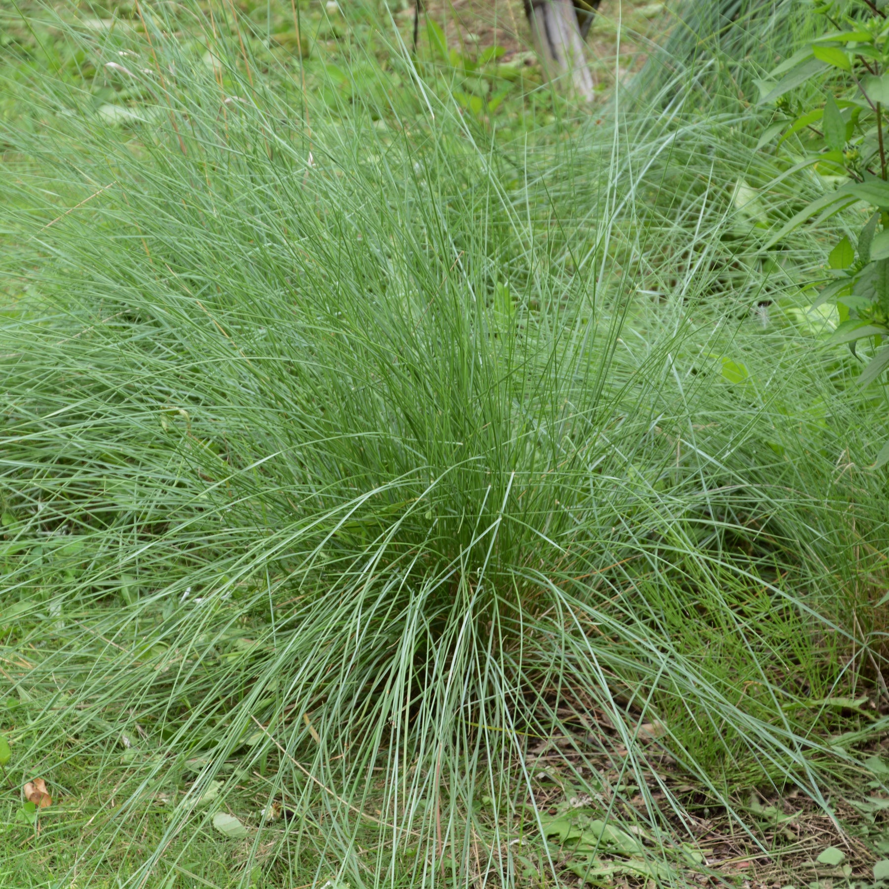 Muhlenbergia rigens - Muhlenbergia rigens - Willemse