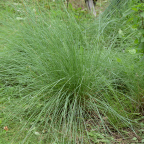 Muhlenbergia rigens - Muhlenbergia rigens - Willemse