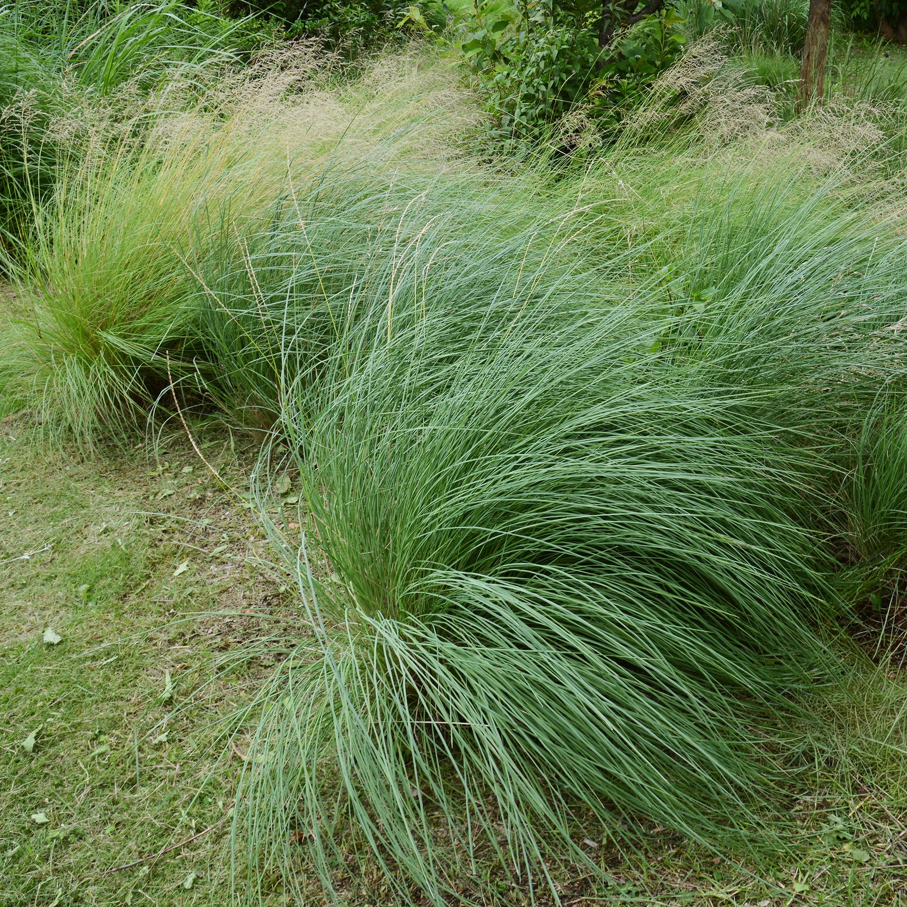 Muhlenbergia rigens - Willemse