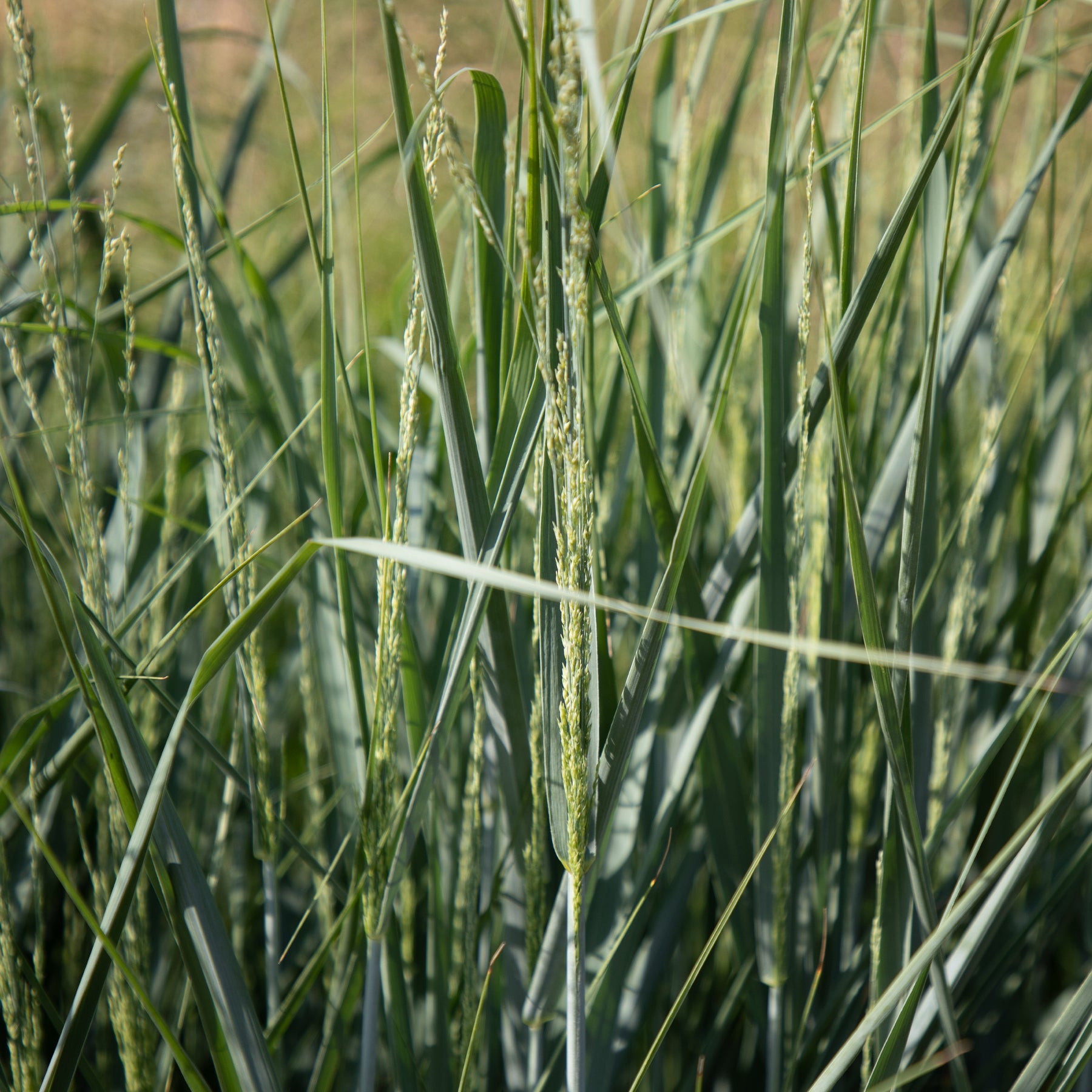 Vingergras - Panicum amarum - Willemse