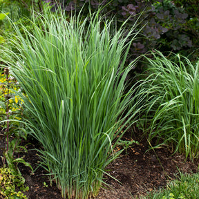 5 vaste planten voor bloemenweide - Panicum virgatum,Sesleria autumnalis, Allium sphaerocephalon,Veronicastrum virginicum, Sanguisorba officinalis       - Willemse