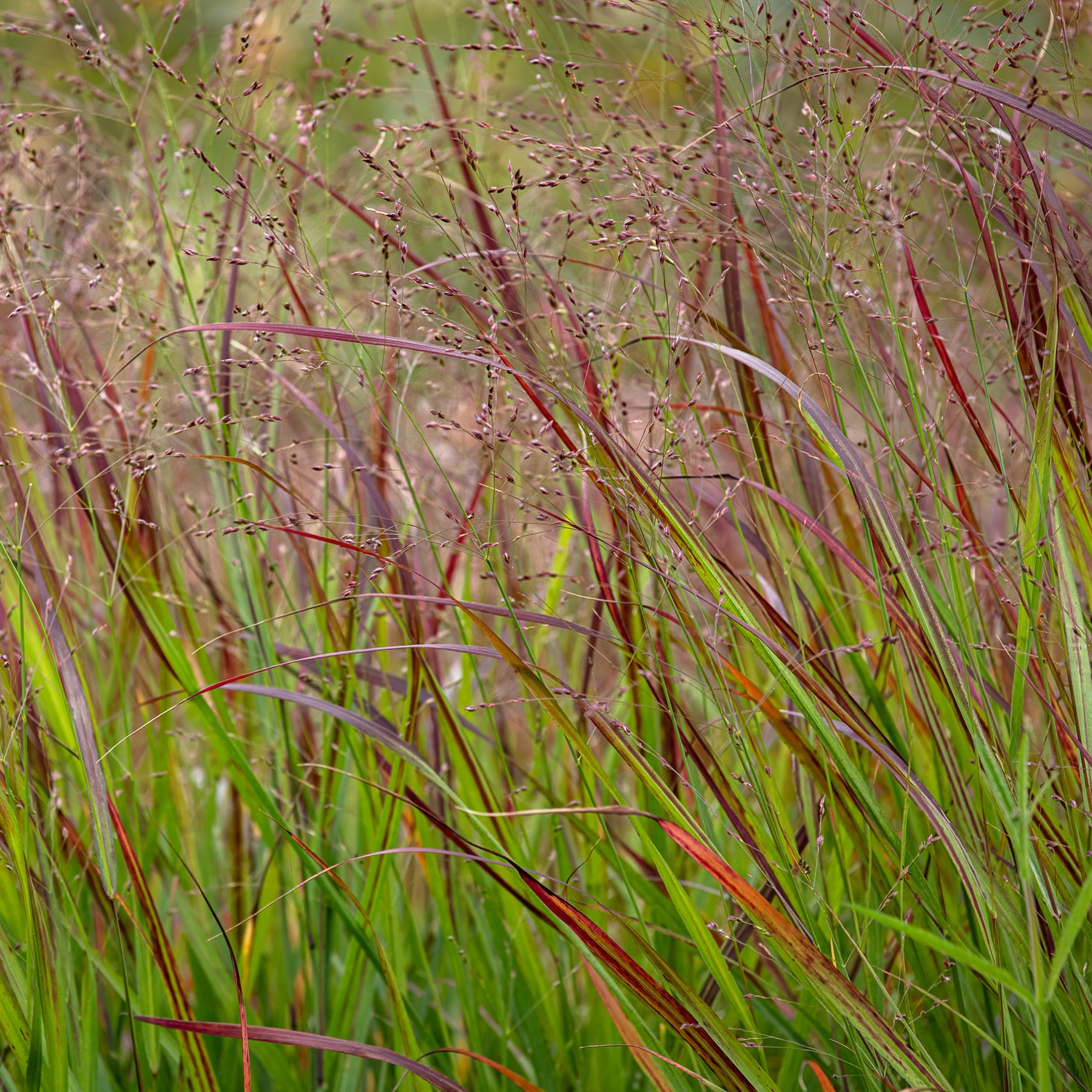 Vingergras Shenandoah - Panicum virgatum Shenandoah - Willemse
