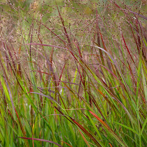 Vingergras Shenandoah - Panicum virgatum Shenandoah - Willemse