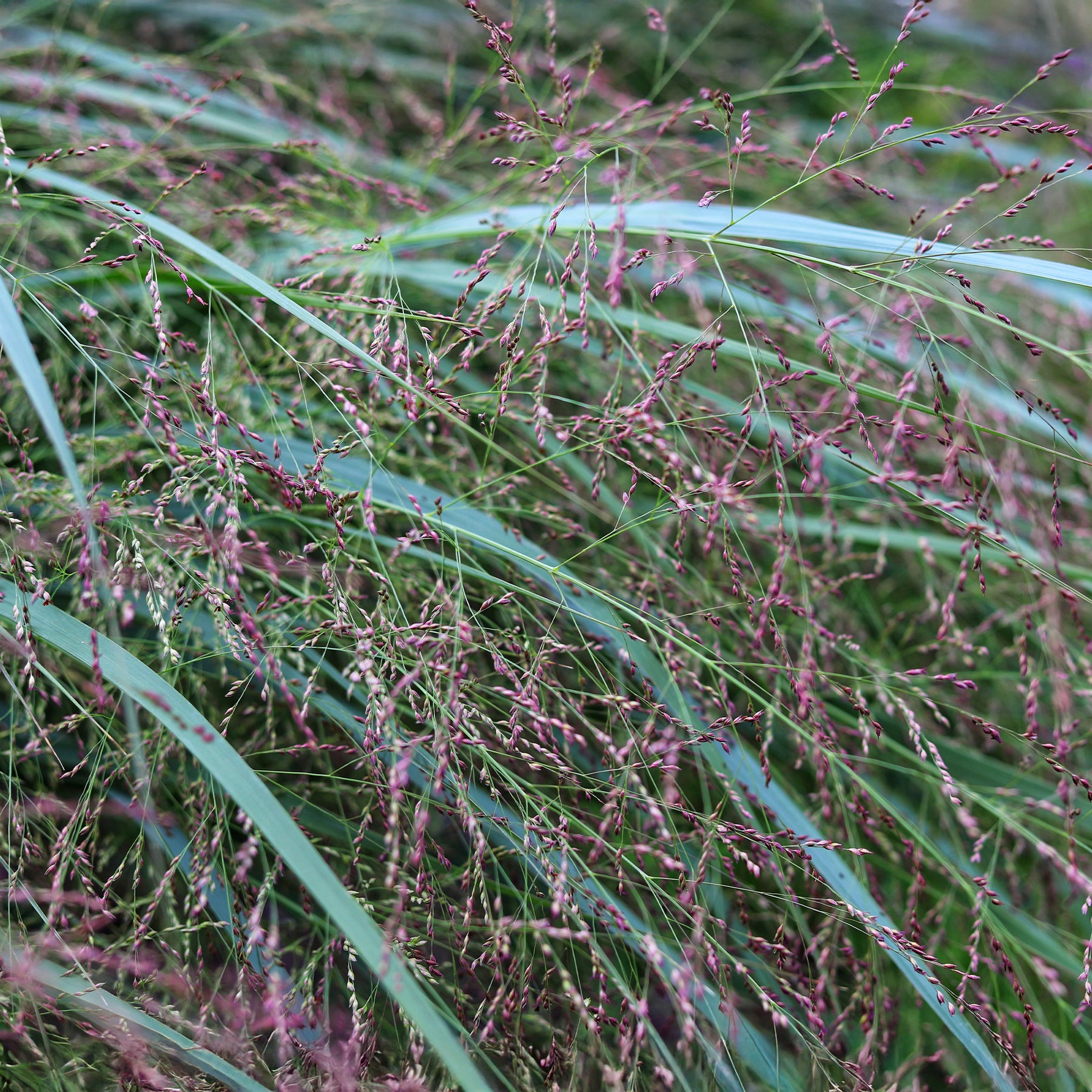 Vingergras Squaw - Panicum virgatum Squaw - Willemse