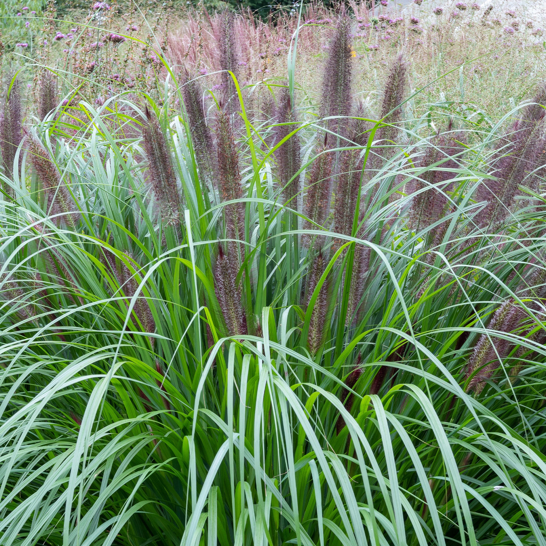 Pennisetum - LampepoetsersgrasBlack Beauty - Pennisetum alopecuroides Black Beauty