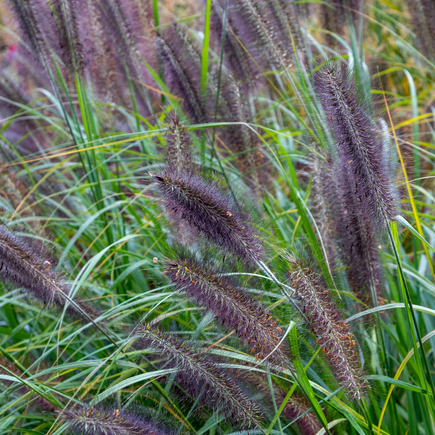 Pennisetum alopecuroides Black Beauty - LampepoetsersgrasBlack Beauty - Pennisetum