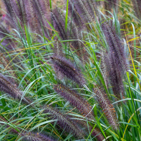 Pennisetum alopecuroides Black Beauty - LampepoetsersgrasBlack Beauty - Pennisetum