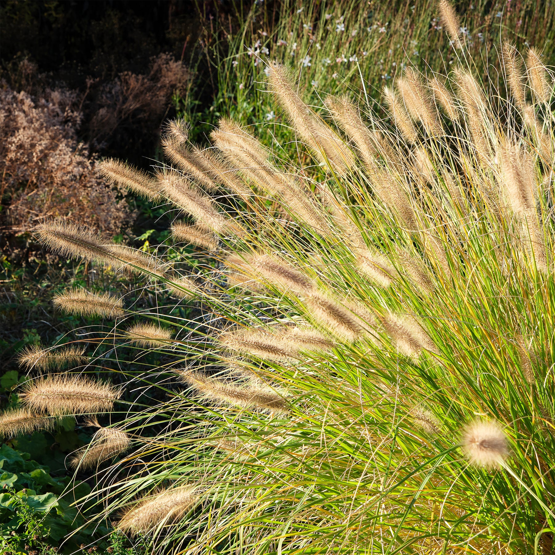 Pennisetum alopecuroides (compressum) - Lampenpoetsersgras 'Compressum' - Pennisetum