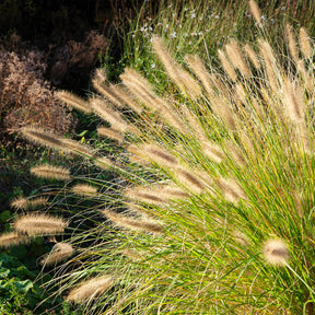 Pennisetum alopecuroides (compressum) - Lampenpoetsersgras 'Compressum' - Pennisetum