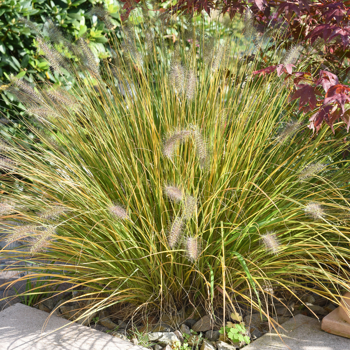 Pennisetum - Lampenpoetsersgras 'Compressum' - Pennisetum alopecuroides (compressum)