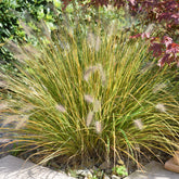 Pennisetum - Lampenpoetsersgras 'Compressum' - Pennisetum alopecuroides (compressum)