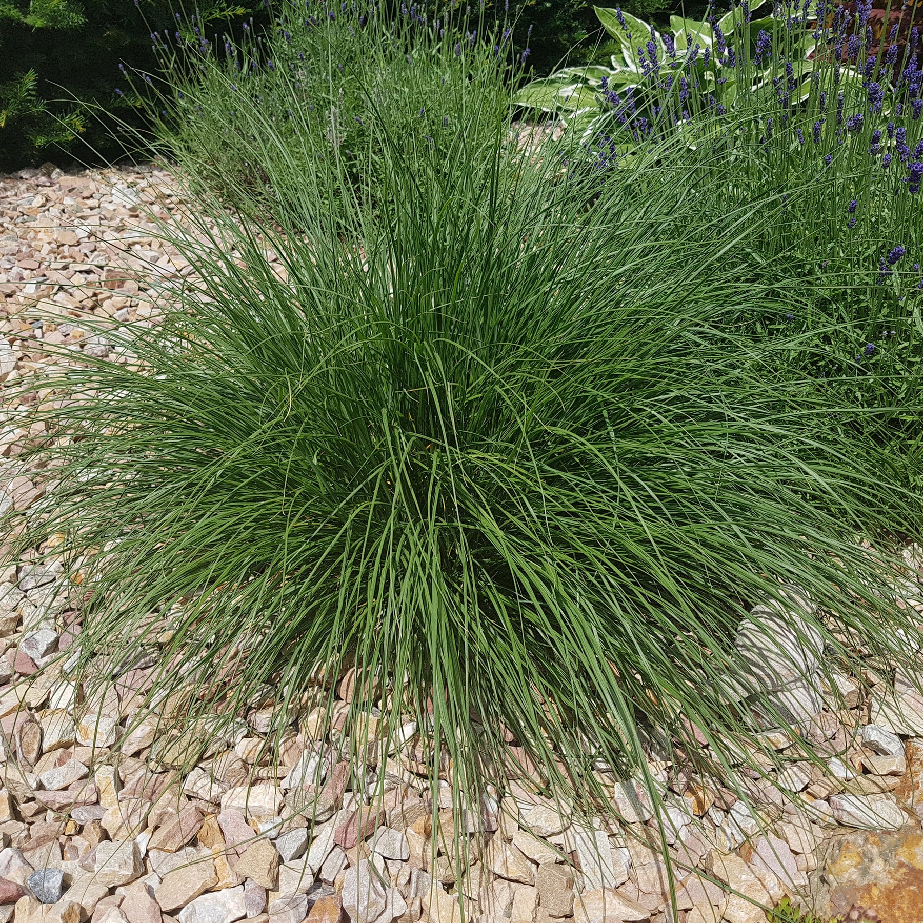 Verkoop Lampenpoetsersgras 'Compressum' - Pennisetum alopecuroides (compressum)