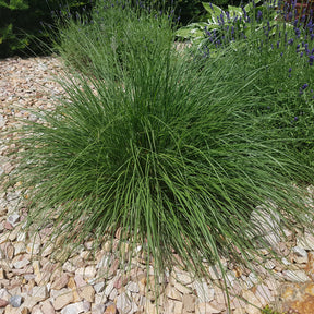 Verkoop Lampenpoetsersgras 'Compressum' - Pennisetum alopecuroides (compressum)