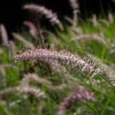 Lampenpoetsersgras 'Karley Rose'® - Pennisetum orientale Karley Rose ® - Willemse