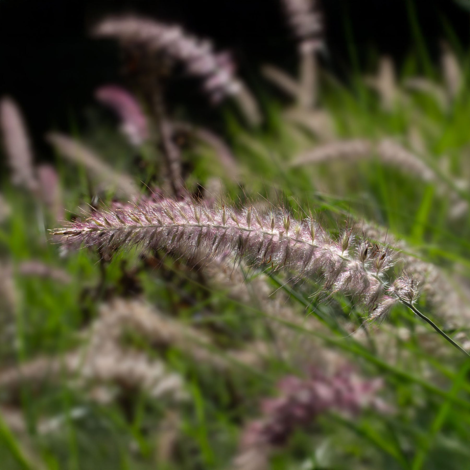 Lampenpoetsersgras 'Karley Rose'® - Pennisetum orientale Karley Rose ® - Willemse
