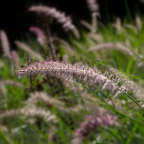 Lampenpoetsersgras 'Karley Rose'® - Pennisetum orientale Karley Rose ® - Willemse
