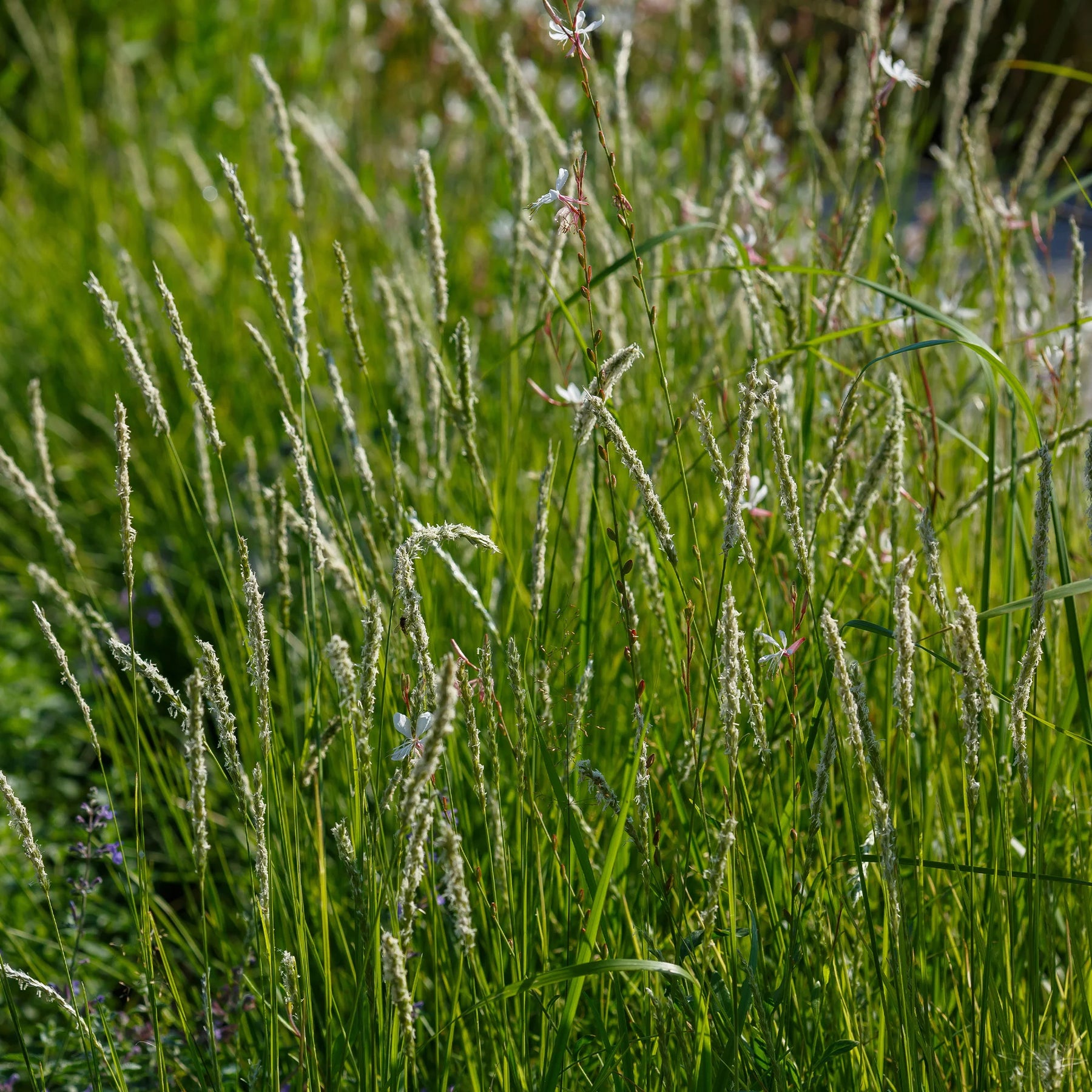 Vaste planten - 5 vaste planten voor bloemenweide - Panicum virgatum,Sesleria autumnalis, Allium sphaerocephalon,Veronicastrum virginicum, Sanguisorba officinalis      