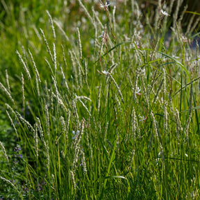 Vaste planten - 5 vaste planten voor bloemenweide - Panicum virgatum,Sesleria autumnalis, Allium sphaerocephalon,Veronicastrum virginicum, Sanguisorba officinalis      