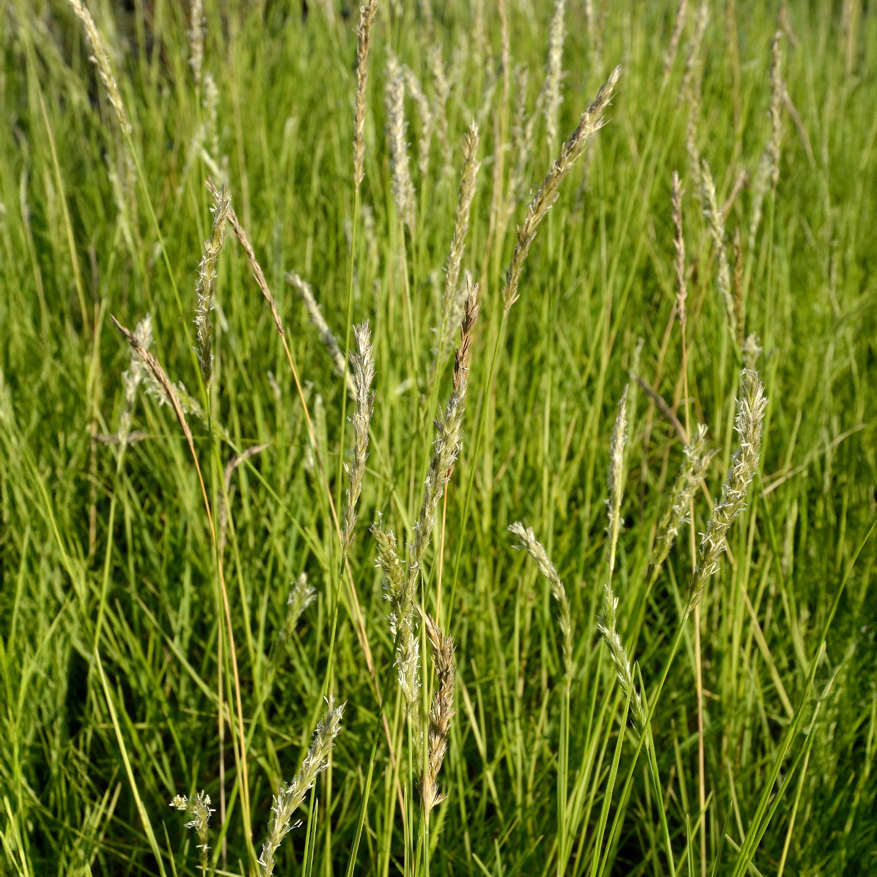 Siergrassen - Blauwgras automne - Sesleria autumnalis