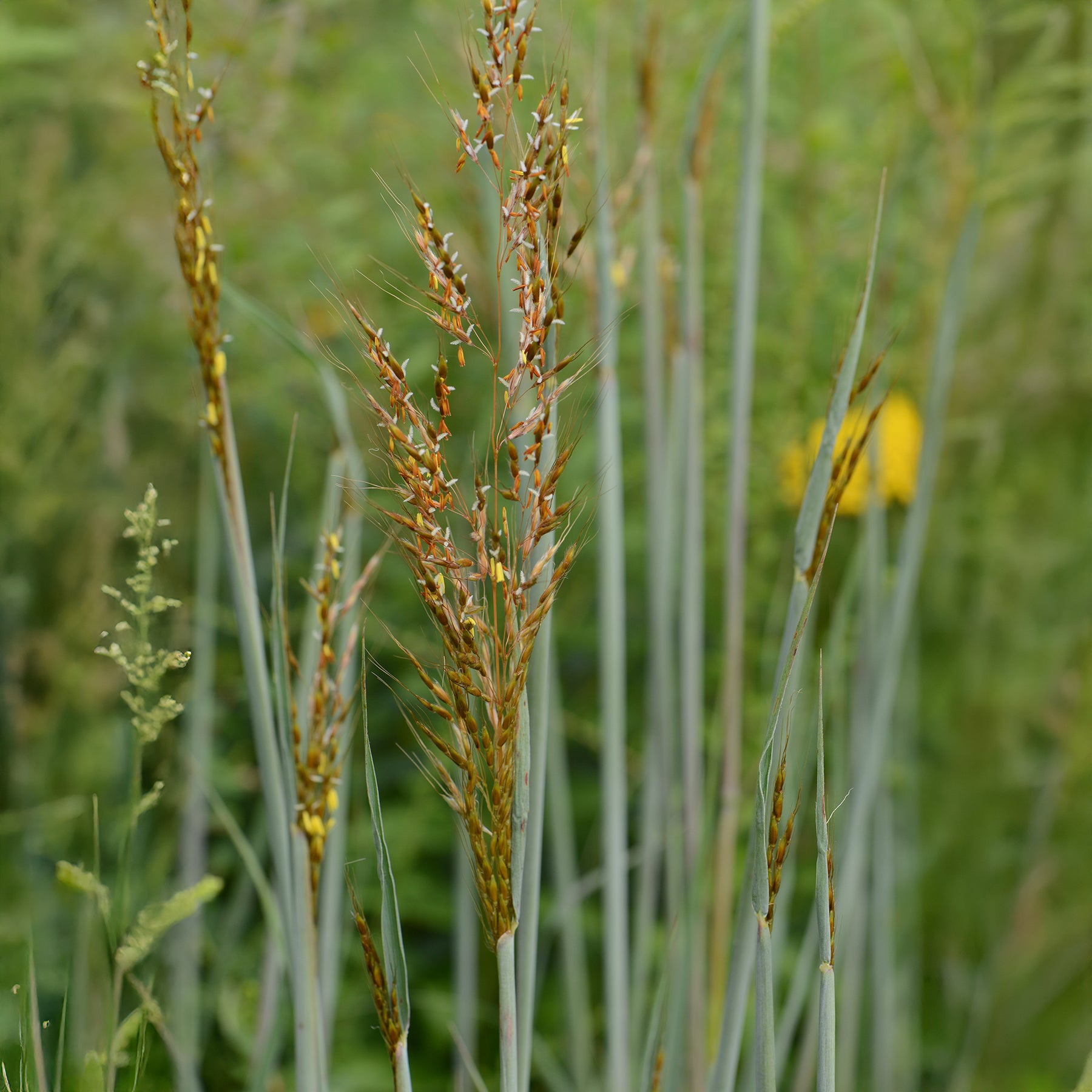 Goudbaardgras Indian Steel - Sorghastrum nutans Indian Steel - Willemse