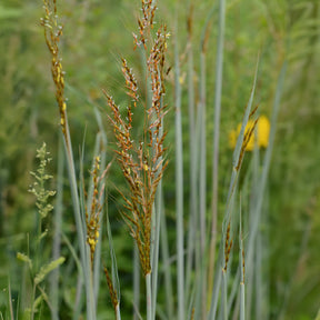 Goudbaardgras Indian Steel - Sorghastrum nutans Indian Steel - Willemse