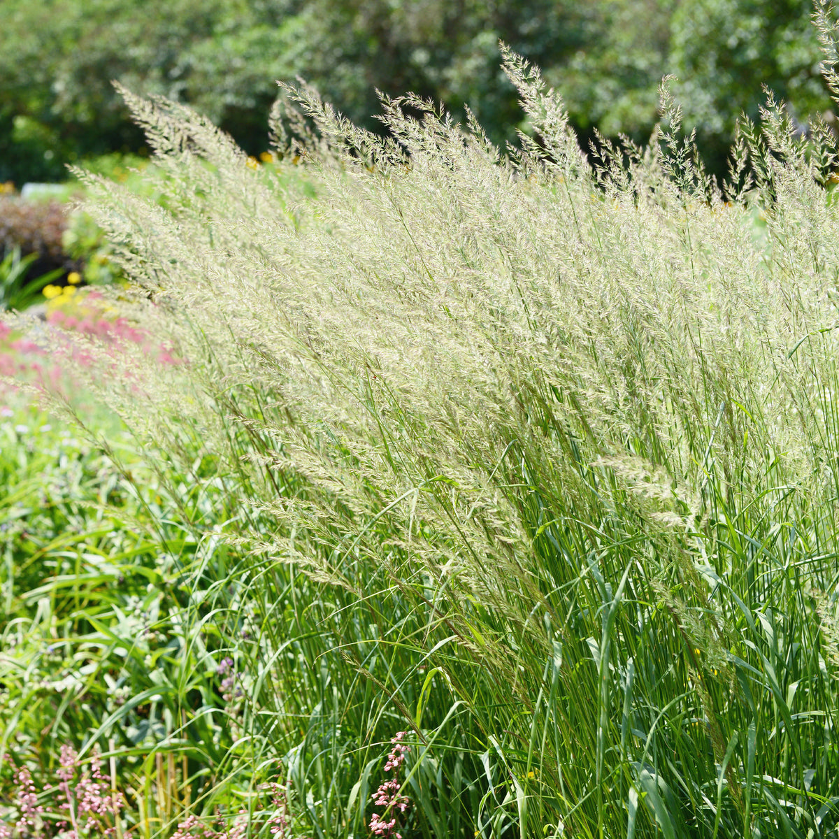 Poaceae - Spodiopogon sibiricus - Willemse