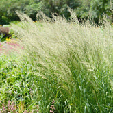 Poaceae - Spodiopogon sibiricus - Willemse