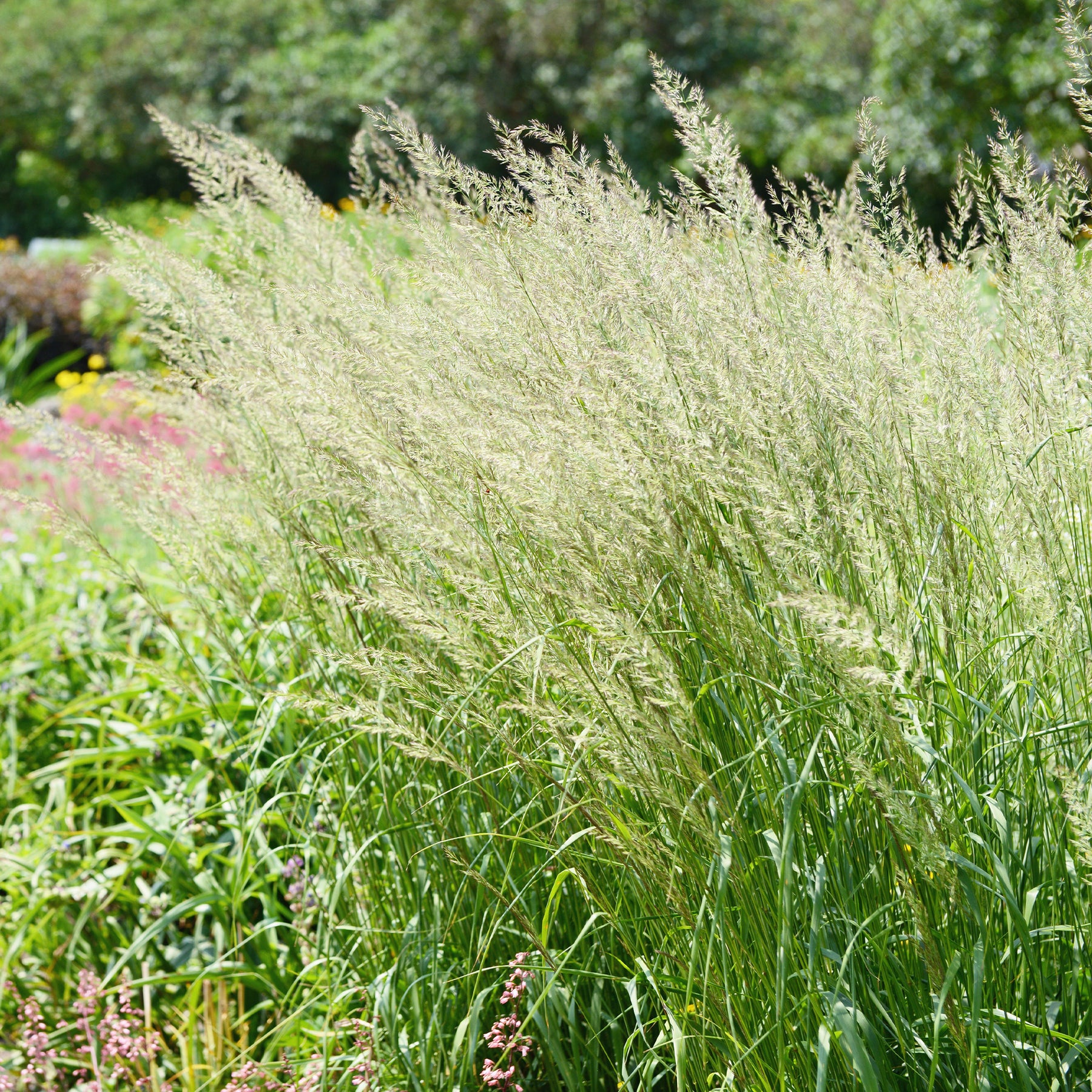 Poaceae - Spodiopogon sibiricus - Willemse