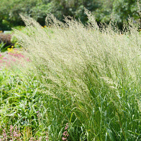 Poaceae - Spodiopogon sibiricus - Willemse