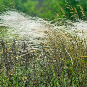 Vedergras chevelu - Stipa capillata - Willemse