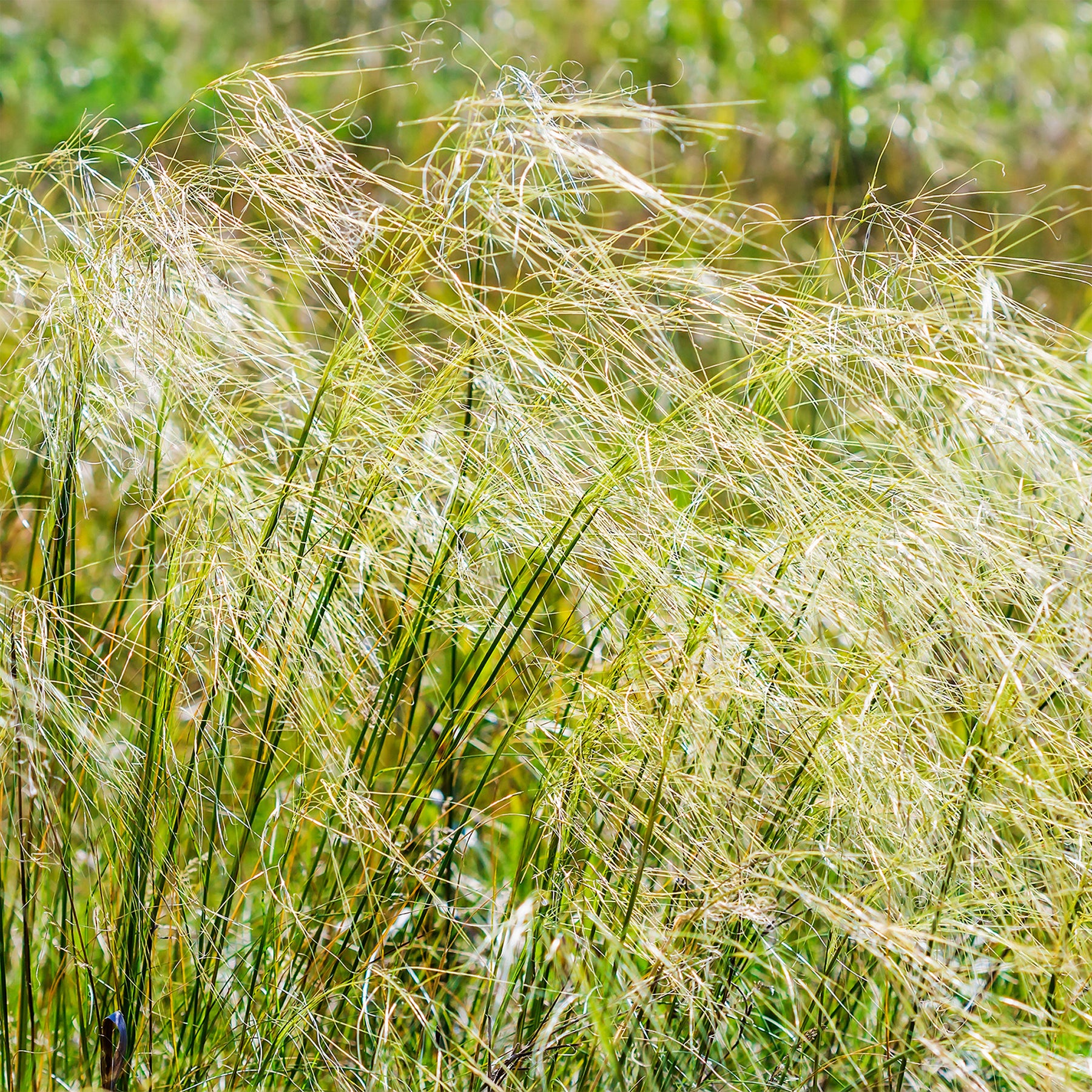 Stipa - Vedergras chevelu - Stipa capillata