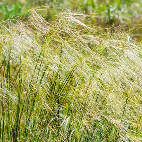 Stipa - Vedergras chevelu - Stipa capillata