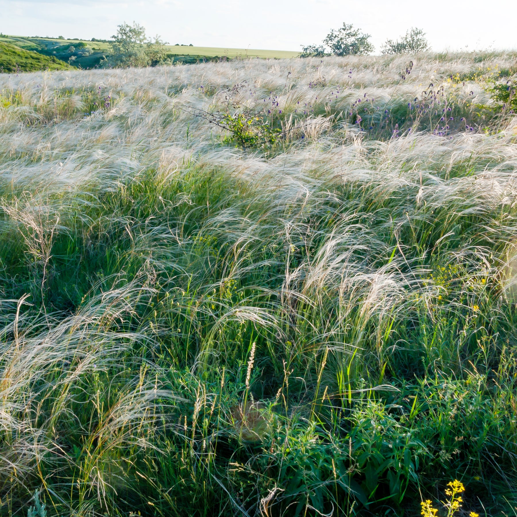Stipa capillata - Vedergras chevelu - Stipa