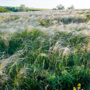 Stipa capillata - Vedergras chevelu - Stipa