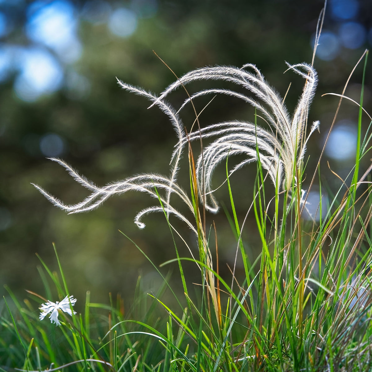 Stipa - Vedergras penné - Stipa pennata