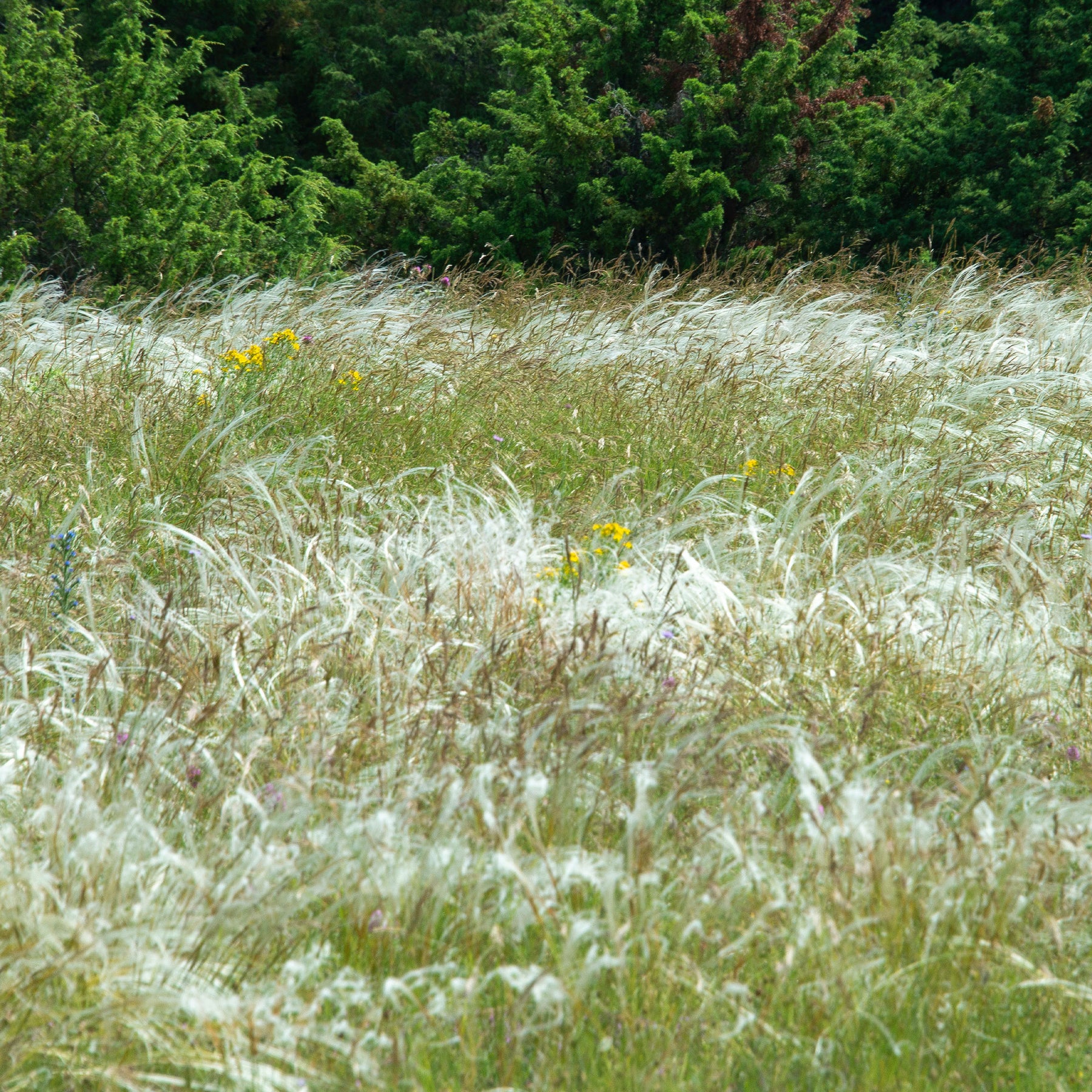 Vedergras penné - Stipa pennata - Willemse