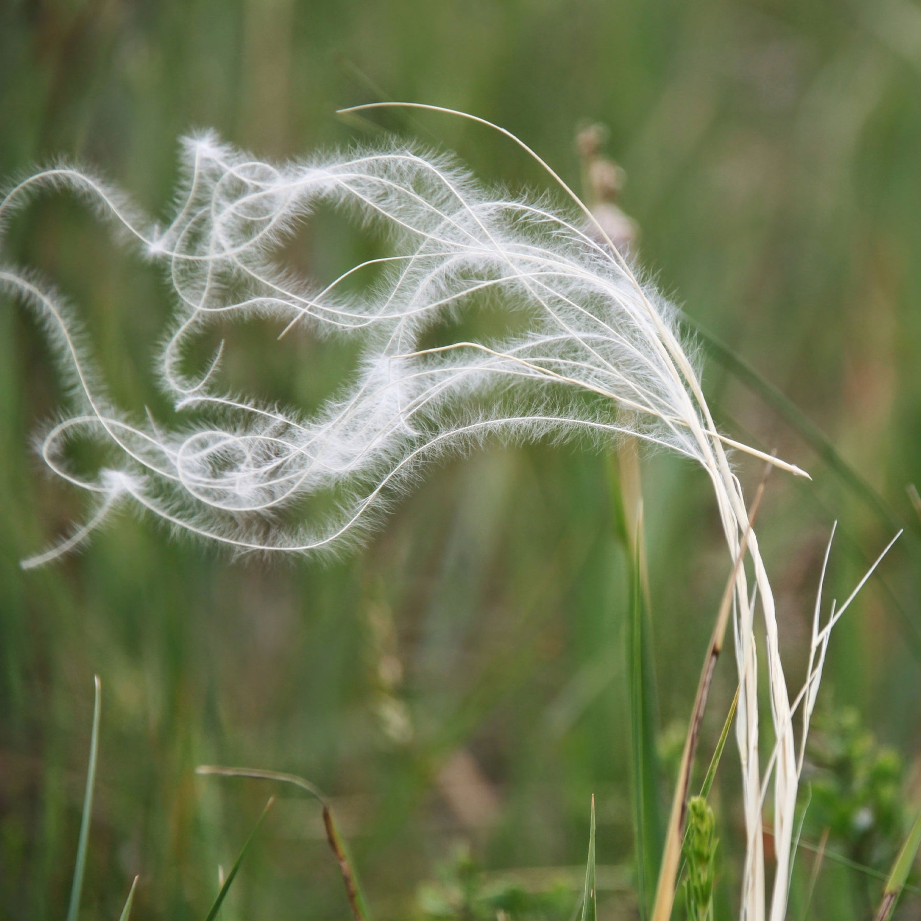 Stipa pennata - Vedergras penné - Stipa