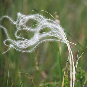 Stipa pennata - Vedergras penné - Stipa