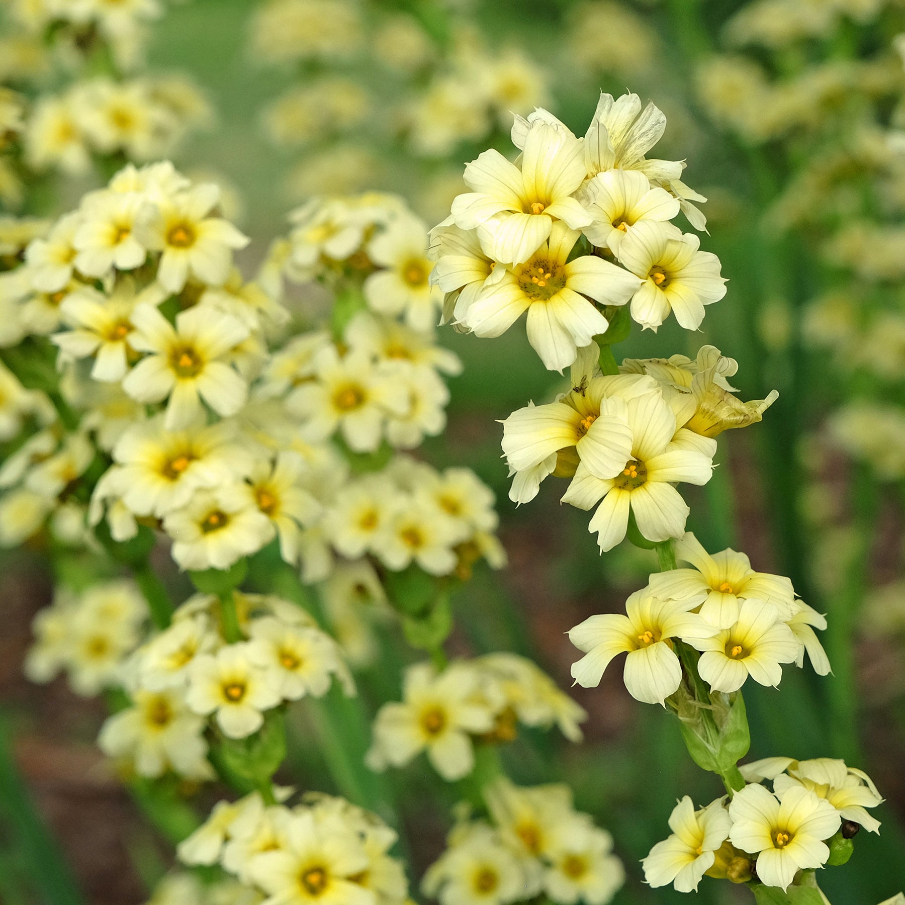 Verkoop Bieslelie - Sisyrinchium striatum