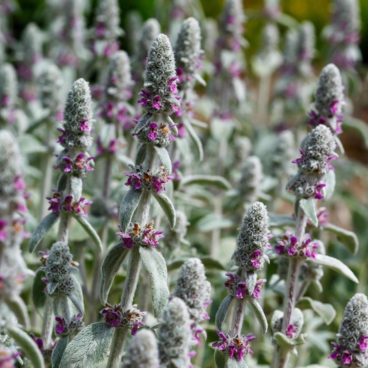 Stachys byzantina silver carpet - Ezelsoor Silver Carpet - Vaste planten