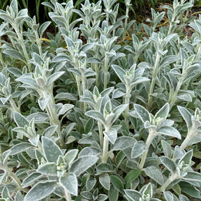 Ezelsoor Silver Carpet - Stachys byzantina silver carpet - Willemse