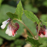 Smeerwortel Hidcote Blue - Willemse