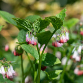 Smeerwortel 'Hidcote Pink' - Symphytum grandiflorum hidcote pink - Willemse