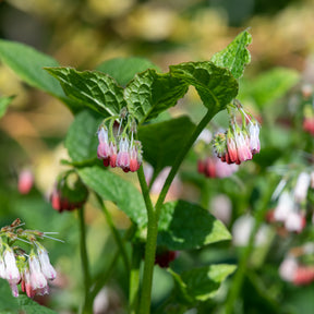Smeerwortel 'Hidcote Pink' - Symphytum grandiflorum hidcote pink - Willemse